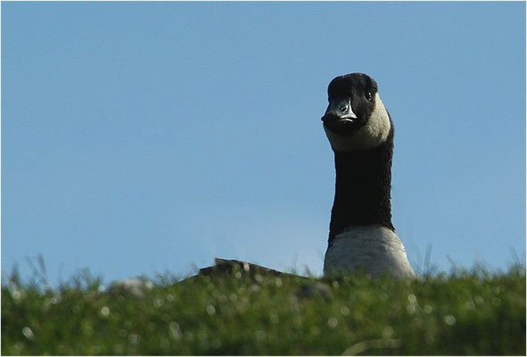 KANADAGANS, CANADA GOOSE, BRANTA CANADENSIS