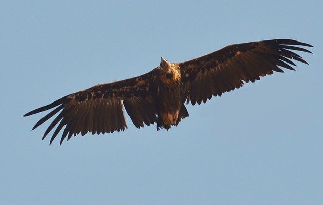 MÖNCHSGEIER, BLACK VULTURE, AEGYPIUS MONACHUS