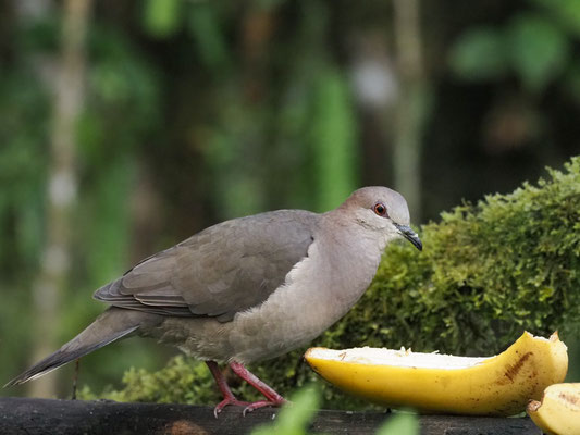 WEISSSTIRNTAUBE, WHITE-TIPPED DOVE - LEPTOTILA VERREAUXI