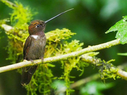 BRAUNER ANDENKOLIBRI, BROWN INCA - COELIGENA WILSONI