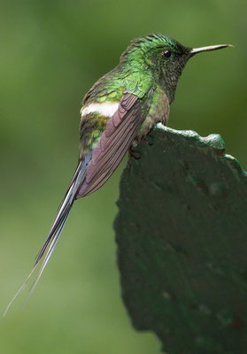 GRÜNE FADENELFE, GREEN THORNTAIL, DICOSURA CONVERSII - COSTA RICA