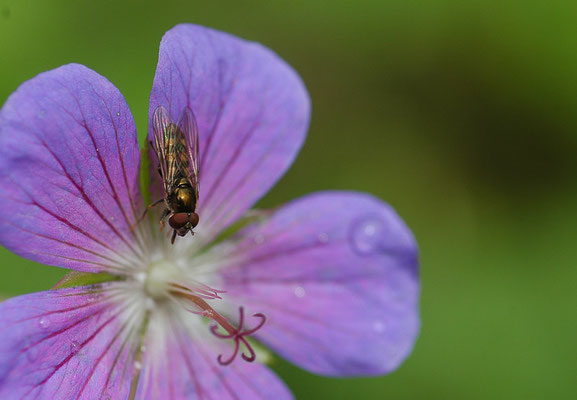 GLÄNZENDE SCHWARZKOPFSCHWEBFLIEGE, MELANOSTOMA MELLINUM