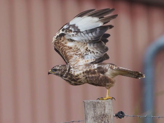 Mäusebussard, common buzzard, buteo buteo