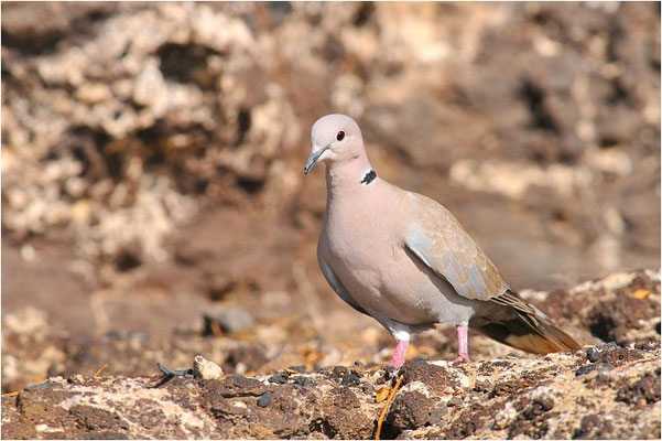 RINGELTAUBE, WOOD PIGEON,  COLUMBA PALUMBUS