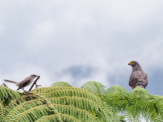 Wegebussard, Roadside Hawk - Rupornis magnirostris