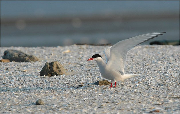 KÜSTENSEESCHWALBE, ARCTIC TERN, STERNA PARADISAEA