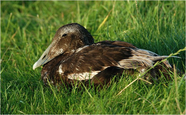 EIDERENTE, EIDER, SOMATERI MOLLISSIMA