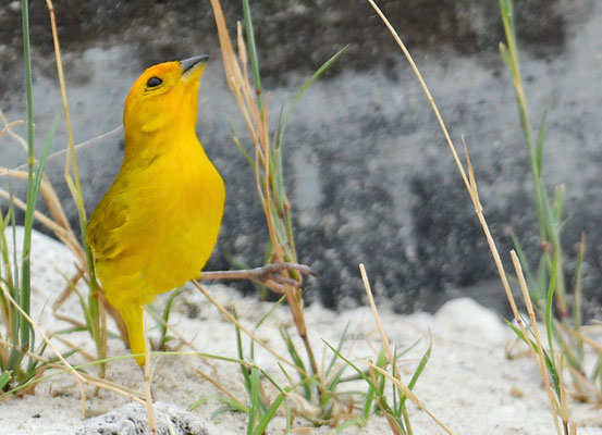 SAFRANAMMER, SAFFRON FINCH, SICALIS FLAVEOLA