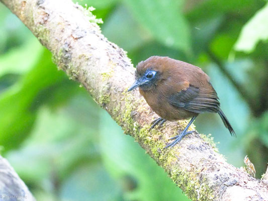 Zeledons Ameisenvogel, zeledon´s Antbird - Myrmeciza zeledoni