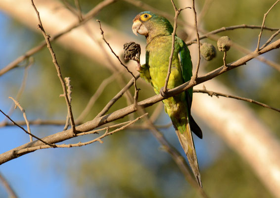 ELFENBEINSITTICH, ORANGE-FRONTED PARAKEET, ARATINGA CANICULARIS