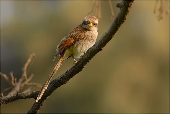 GELBSCHNABELWÜRGER, YELLOW-BILLED SHRIKE, CORVINELLA CORVINA