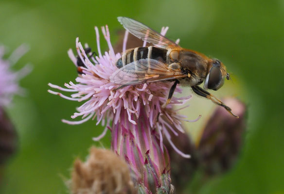 MITTLERE KEILFLECKSCHWEBFLIEGE, ERISTALIS INTERRUPTA