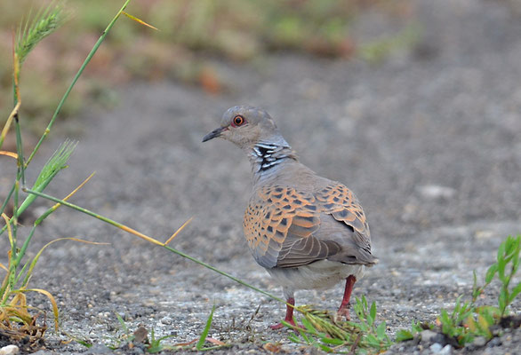 TURTELTAUBE, TURTLE DOVE, STREPTOPELIA TURTUR