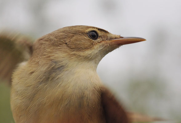 SUMPFROHRSÄNGER, MARSH WARBLER, ACROCEPHALUS PALUSTRIS