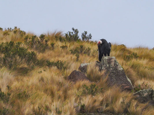 ANDENKONDOR, ANDEAN CONDOR - VULTUR GRYPHUS