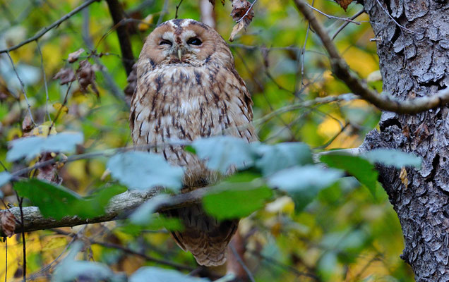 WALDKAUZ, TAWNY OWL, STRIX ALUCO