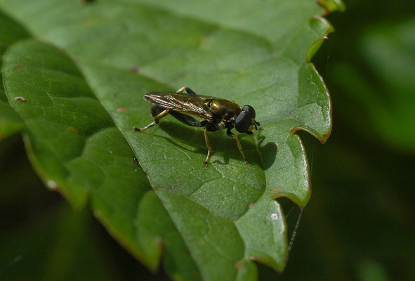 GEMEINE LANGBAUCHSCHWEBFLIEGE, XYLOTA SEGNIS