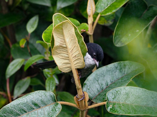 WEISSKEHLTANGARE, BLACK-BACKED BUSH-TANAGER - UROTHRAUPIS STOLZMANN