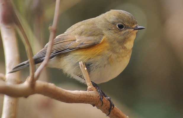 BLAUSCHWANZ, RED-FLANKED BLUETAIL, TARSIGER CYANURUS
