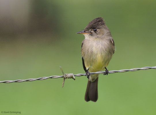 SÜDLICHER WALDSCHNÄPPERTYRANN, TROPICAL PEWEE, CONTOPUS CINEREUS
