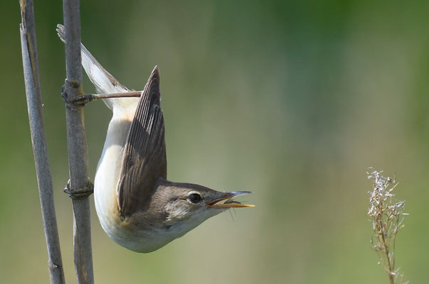 BLASSSPÖTTER, OLIVACEUS WARBLER, IDUNA PALLIDA