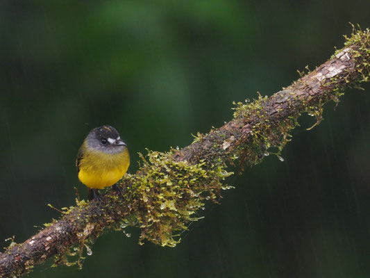 SCHMUCKTYRANN, ORNATE FLYCATCHER - MYIOTRICCUS ORNATUS