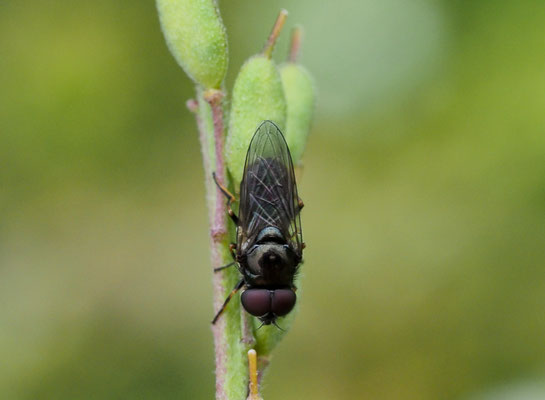 PILZ-ERZSCHWEBFLIEGE, CHEILOSIA SCUTELLATA