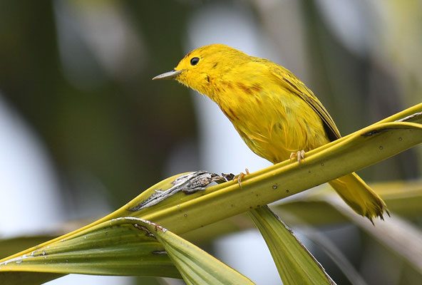 GOLDWALDSÄNGER, YELLOW WARBLER, DENDROICA PETECHIS RUFOPILEATA