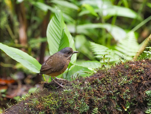 GRAUSCHEITEL-AMEISENPITTA, MOUSTACHED ANTPITTA - GRALLARIA ALLENI