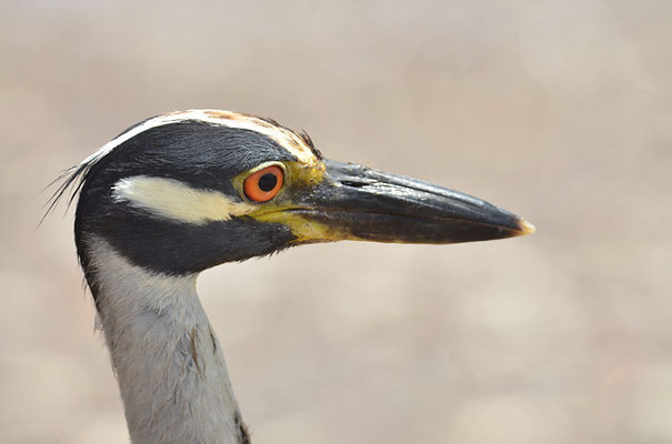 KRABBENREIHER, YELLOW-CROWNED NIGHT HERON, NYCTINASSA VIOLACEUS