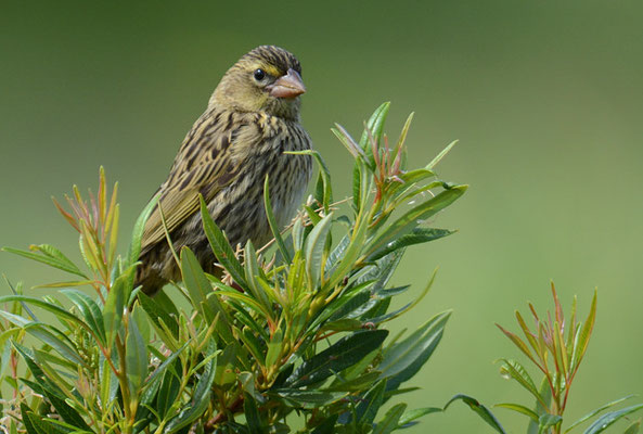 SAMTWEBER, YELLOW BISHOP, EUPLECTES CAPENSIS