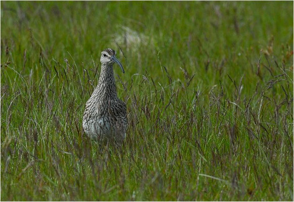 REGENBRACHVOGEL, WHIMBREL, NUMENIUS PHAEOPUS