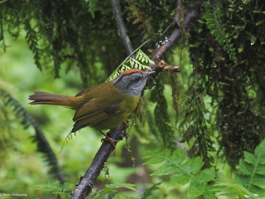 GOLDSCHEITELWALDSÄNGER, RUSSET-CROWNED WARBLER - MYIOTHLYPIS CORONATA