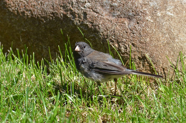 JUNCO, DARK-EYED JUNCO, JUNCO HYEMALIS