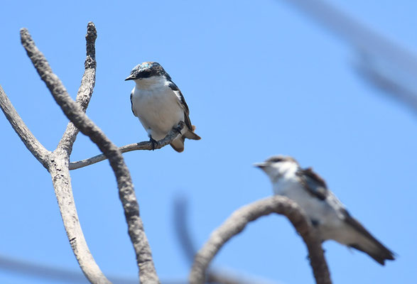 CAYENNESCHWALBE, WHITE-WINGED SWALLOW, TACHYCINETA ALBIVENTER