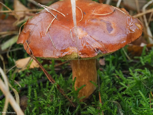 Maronen-Röhrling - Xerocomus badius