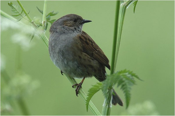 HECKENBRAUNELLE, DUNNOCK, PRUNELLA MODULARIS