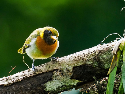 GUIRA-TANGARE, GUIRA TANAGER - HEMITHRAUPIS GUIRA