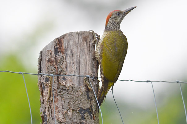 GRÜNSPECHT, GREEN WOODPECKER, PICUS VIRIDIS