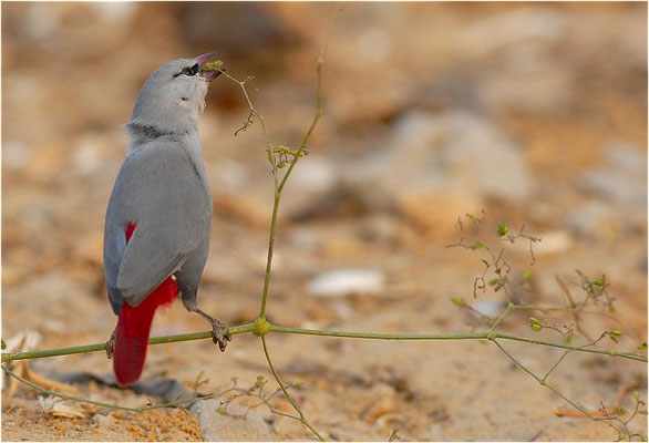 SCHÖNBÜRZELCHEN, LAVENDER WAXBILL, ESTRILDA CAERULESCENS