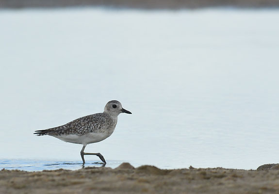 KIEBITZREGENPFEIFER, BLACK-BELLIED PLOVER, PLUVIALIS SQUATAROLA