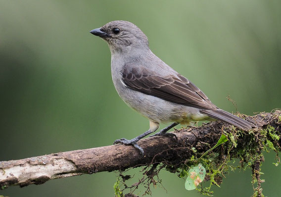 SCHLICHTTANGARE, PLAIN-COLORED TANAGER, TANGARA INORNATA