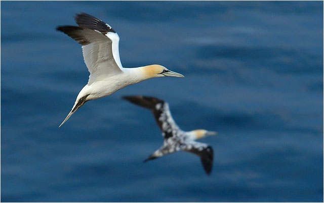 BASSTÖLPEL, GANNET, MORUS BASSANUS