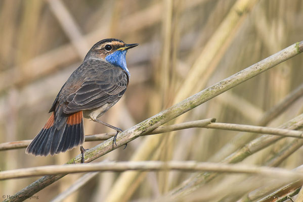BLAUKEHLCHEN, BLUETHROAT, LUSCINIA SVECICA