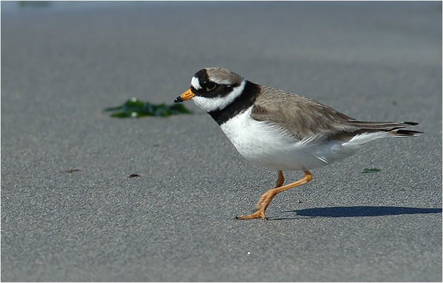 SANDREGENPFEIFER, RINGED PLOVER, CHARADRIUS HIATICULA