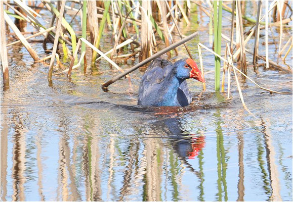 PURPURHUHN, PURPLE SWAMPHEN, PORPHYRIO PORPHYRIO