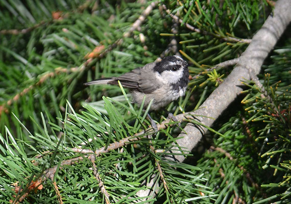 GAMBELMEISE, MOUNTAIN CHICKADEE, POECILE GAMBELI