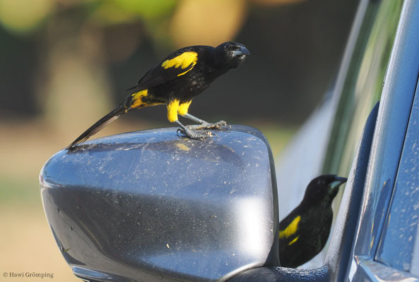 HISPANIOLTRUPIAL, BLACK-COWLED ORIOLE, ICTERUS DOMINICENSIS