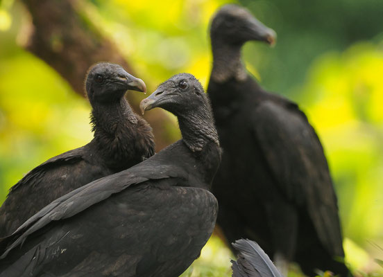 RABENGEIER, BLACK VULTURE, CORAGYPS ATRATUS