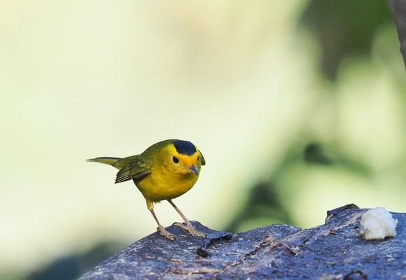 MÖNCHSWALDSÄNGER, WILSON´S WARBLER, WILSONIA PUSILLA